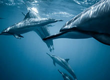 开云体育下载APP-赵继伟通过CBA体测今晚复出